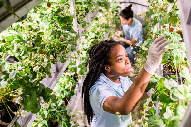 африканская женщина ищет спелую клубнику, собирая их в теплице - women scientist indoors science стоковые фото и изображения