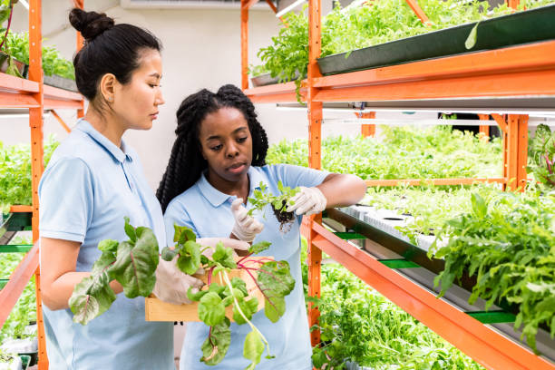 istock Two young multicultural female biologists in workwear selecting seedlings 1191015389