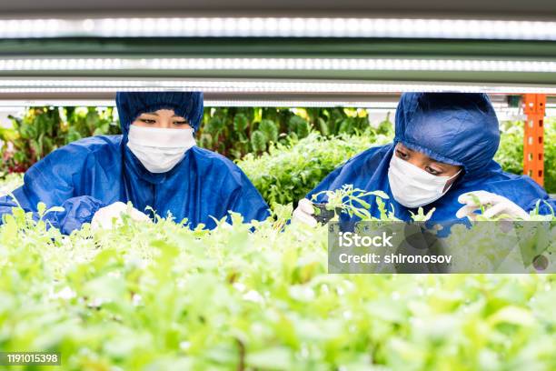 新しい種類の園芸植物の緑の苗で働く2人の女性