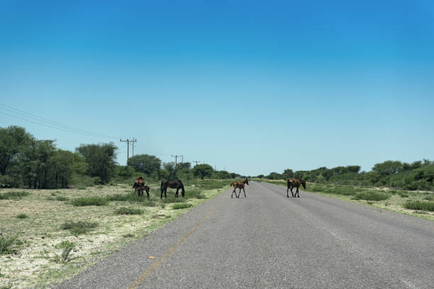 istock horses on the trans kalahari highway in botswana 1191015730