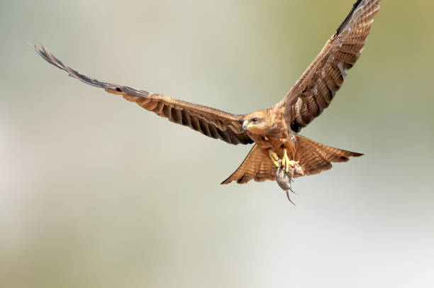 Black kite Black kite flying with a mice kill in its claws milvus migrans stock pictures, royalty-free photos & images