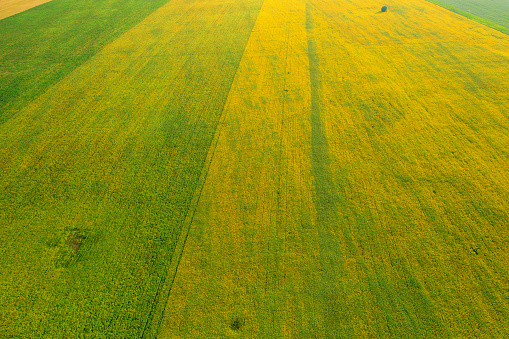 Aerial drone view of cultivated farmland and fields during the summer in Wales, UK