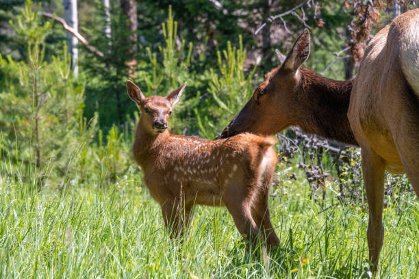 istock Baby elk with mother animal 1191018270