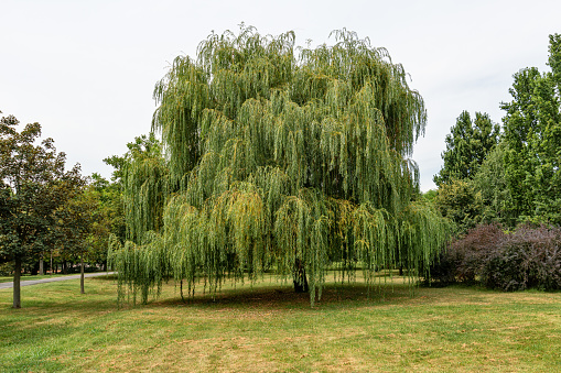Lush foliage of a green willow tree  in close-up for an environmetal artistic design or a screen saver