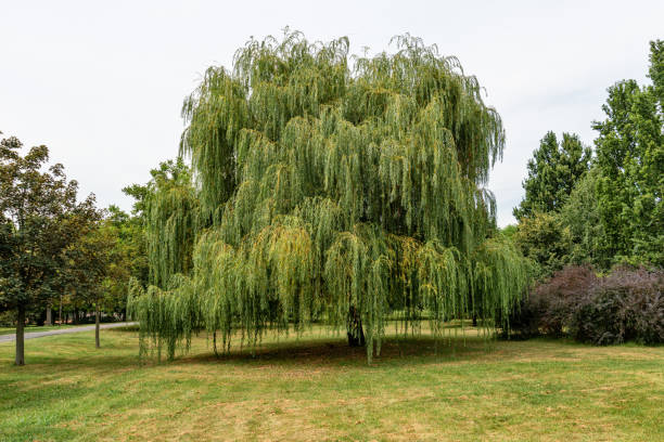 weeping willow tree on park in kikinda, serbia - willow tree weeping willow tree isolated imagens e fotografias de stock