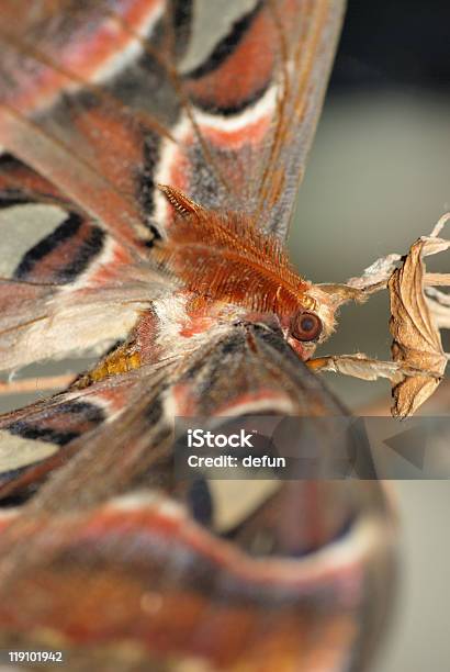 Gusano De Seda Gigante Attacus Mariposa Nocturna Atlas Foto de stock y más banco de imágenes de Ala de animal