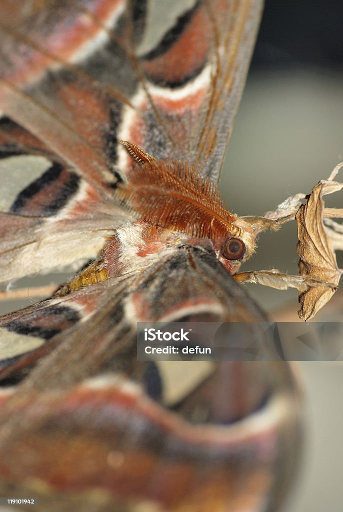 Mariposa de Bicho-da-seda gigante atlas Attacus - Foto de stock de Animal royalty-free