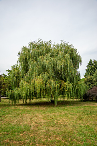 Weeping willow tree on Park in Kikinda, Serbia