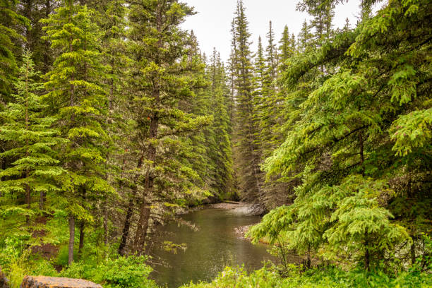 Beautiful landscape pond with green foliage shoreline. Outdoors