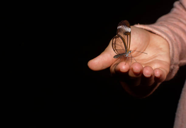 istock Butterfly in a child`s hand 1191020655