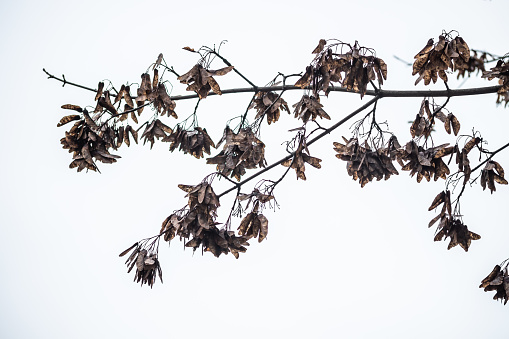 Autumn. Ripe seeds on a maple tree branch.