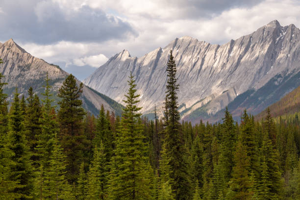 istock Tall pine trees in front of mountain 1191022044