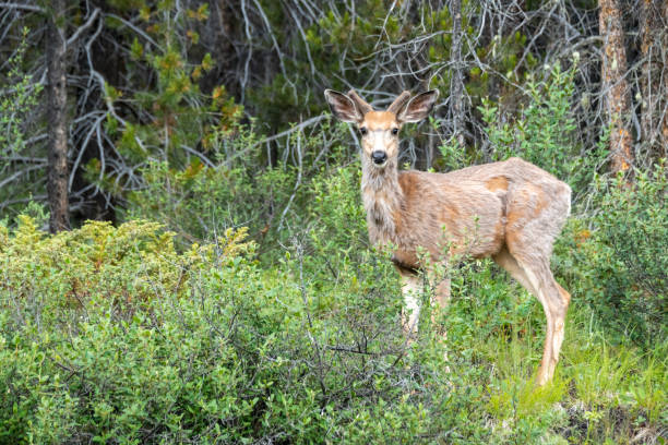 istock Horned male deer standing looking 1191022703