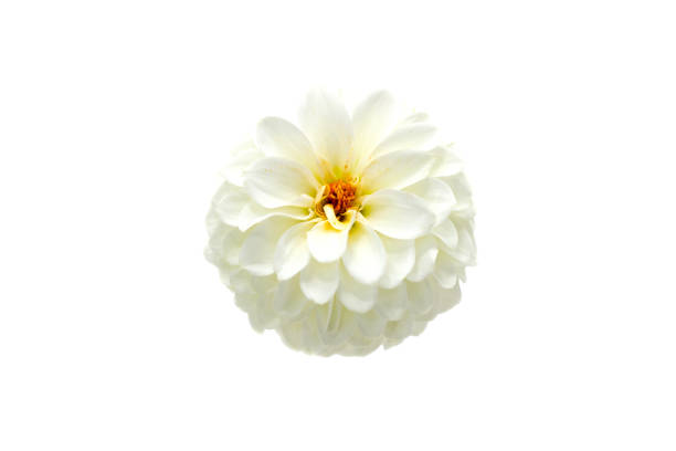 The sweet, pungent, alluring fragrance makes them an ideal ingredient for perfumes