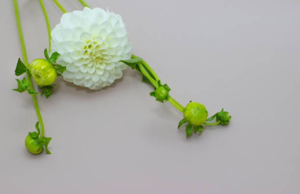dahlia is lying on the table. Dahlias on a beige background.