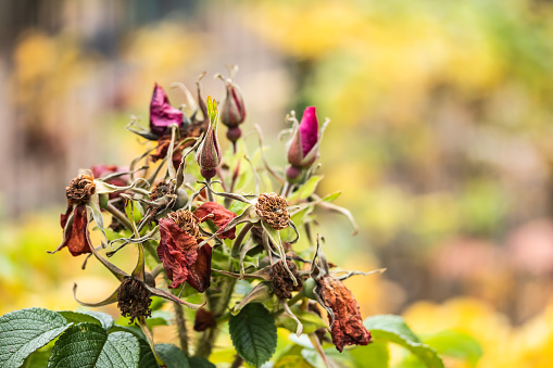 Rosa rugosa wilted flowers in late autumn