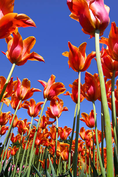 istock Orange and red colored Tulips 119102680