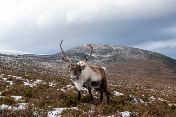 Reindeers of Cairngorms Reindeers in their habitat in Scotland in Cairngorms National Park cairngorm mountains stock pictures, royalty-free photos & images