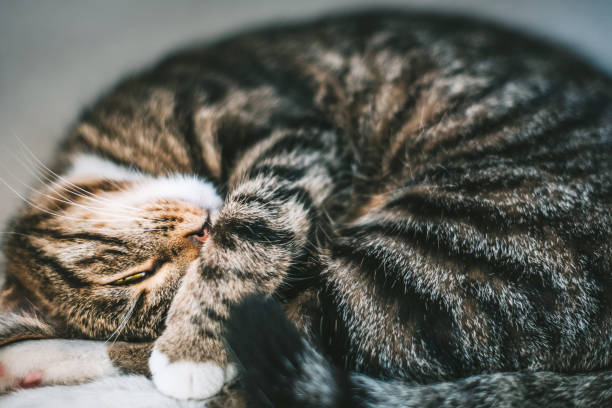 istock Close-Up Of Cat Sleeping 1191031425