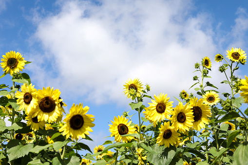 View from below of tall sunflowers with brown centers. Bright blue sky with white clouds