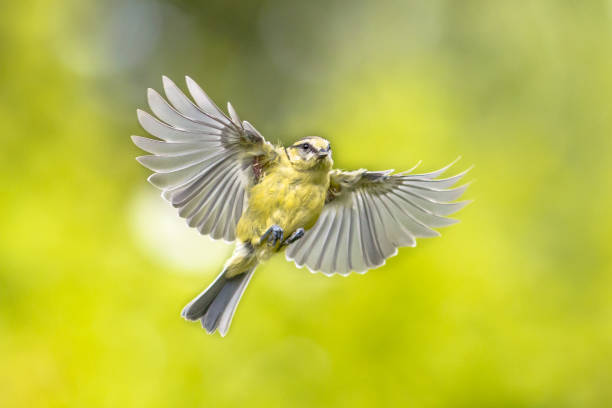 istock Bird in flight on vivid green garden background 1191031717