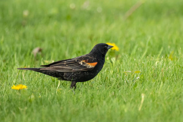 istock Red Winged Blackbird on Lawn 1191031901