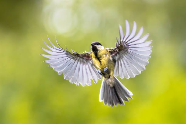 istock Bird in flight on bright green background crop 1191032035