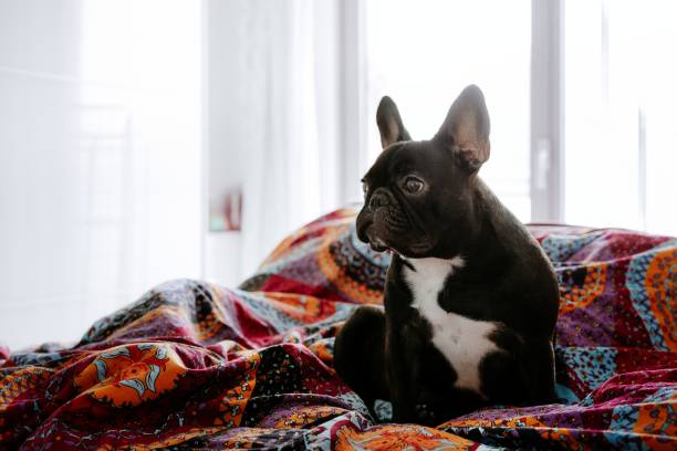 istock Dog Sitting On Sofa At Home 1191033115
