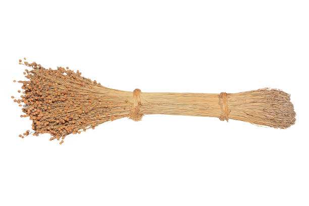 istock Sheaf of dry flax isolated on white background 1191033649