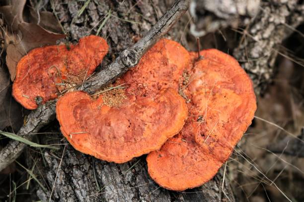 istock Cinnabar Polypore Fungi on Tree Close-up 1191034224