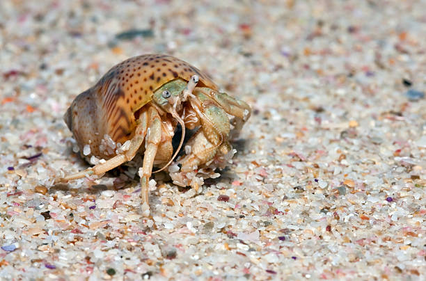 istock Closeup of a wet crab 119103555