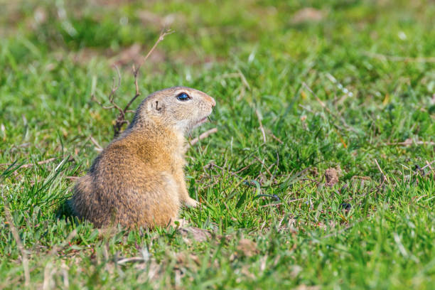 istock European ground squirrel, Souslik (Spermophilus citellus) natural environment 1191035782