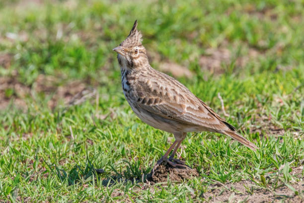 istock Crested lark on ground (Galerida cristata) Wildlife Close up 1191037035