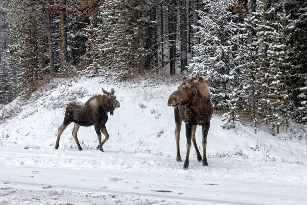 alce - canada moose winter snow foto e immagini stock