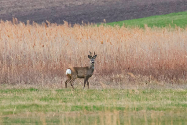 istock Wild Roe Deer Buck in a field 1191037183