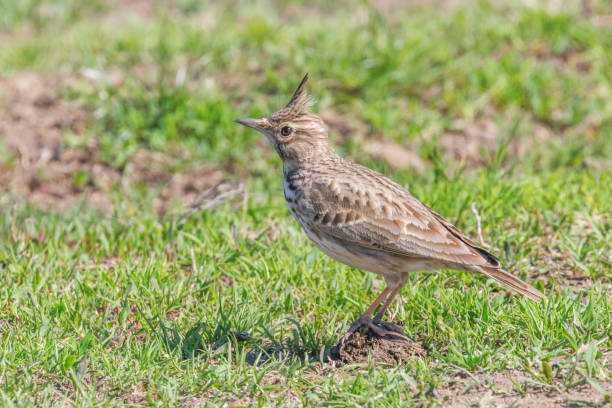 istock Crested lark on ground (Galerida cristata) Wildlife Close up 1191037222