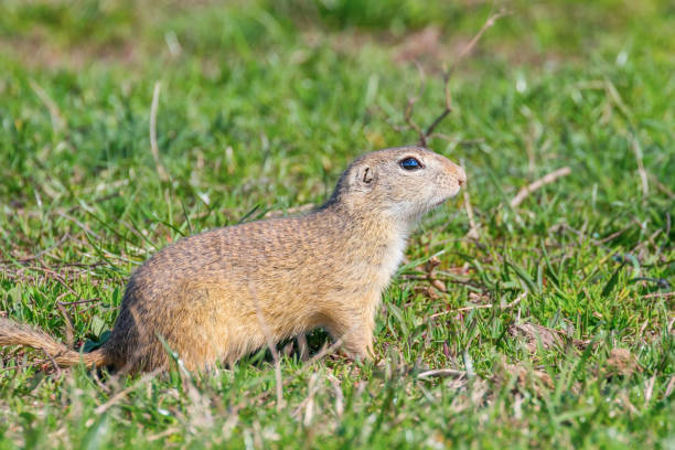 istock European ground squirrel, Souslik (Spermophilus citellus) natural environment 1191037352