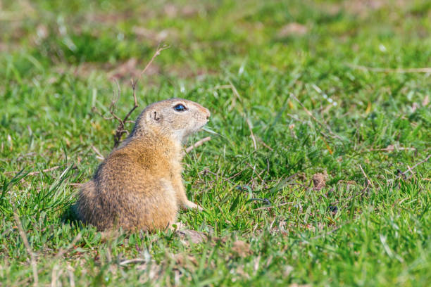 istock European ground squirrel, Souslik (Spermophilus citellus) natural environment 1191038106