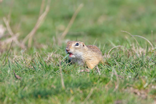 istock European ground squirrel, Souslik (Spermophilus citellus) natural environment 1191038329
