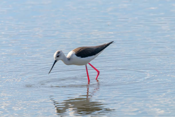 istock Black Winged Stilt in Shallow Water (Himantopus himantopus) 1191038413