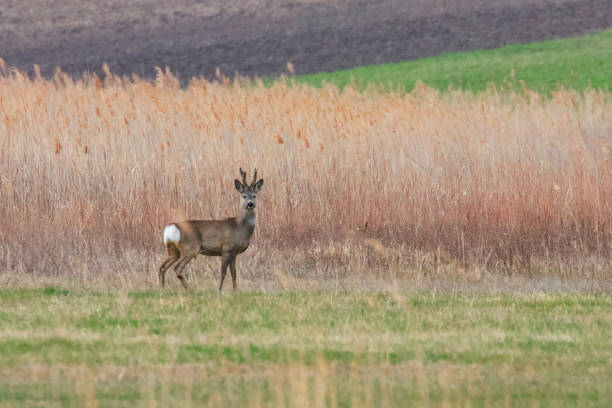 istock Wild Roe Deer Buck in a field 1191039845