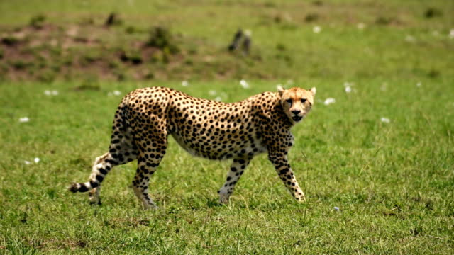 Cheetah Videos, Download The BEST Free 4k Stock Video Footage & Cheetah HD  Video Clips