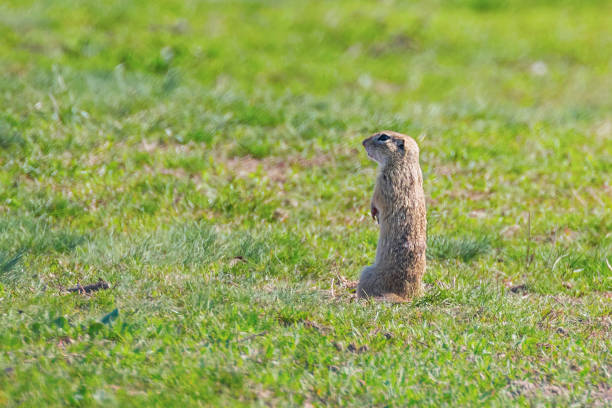 istock European ground squirrel, Souslik (Spermophilus citellus) natural environment 1191039960