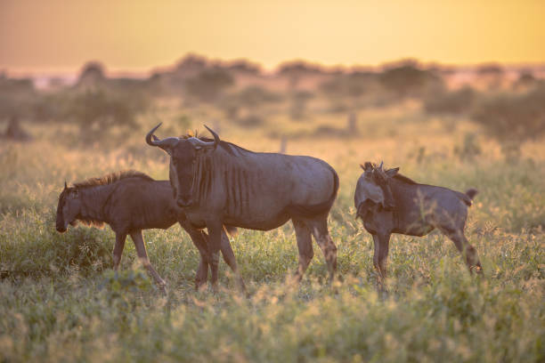 istock Savanna Orange morning light with three wildebeests on S100 Kruger 1191039981