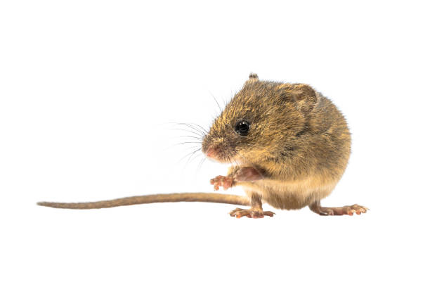 istock Cute harvest mouse isolated on white background 1191040103