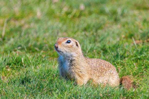 istock European ground squirrel, Souslik (Spermophilus citellus) natural environment 1191040258