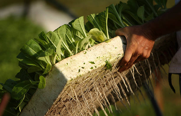 Agricultor segurando a bandeja de tabaco mudas com raízes - foto de acervo