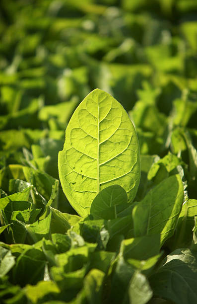 Cтоковое фото Табак plant leaf