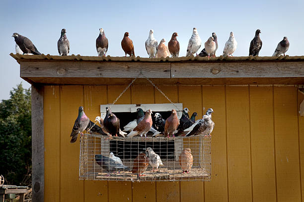 Pássaros de penas flock juntos - foto de acervo