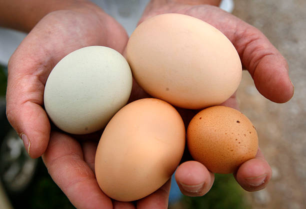 Diferentes tamanhos, cores de frango orgânico ovos - foto de acervo